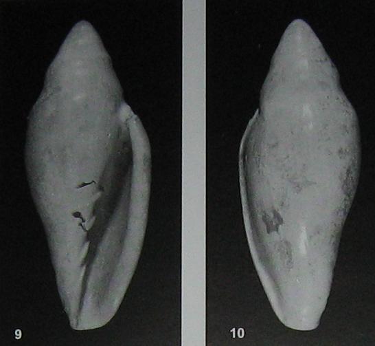 Il pliocene dei colli pisani e il mare che li copriva